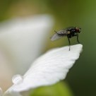 a fly is cleaning themself